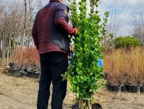 나만 보고 싶은 사철나무 추천 리뷰