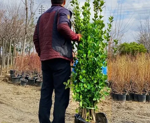 나만 보고 싶은 사철나무 추천 리뷰