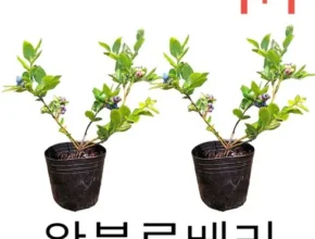 합리적인 당신을 위한 블루베리나무 리뷰 추천