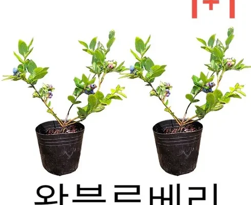 합리적인 당신을 위한 블루베리나무 리뷰 추천